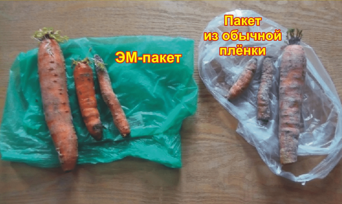 Морковь хранили в ЭМ-пакете и обычном. Комнатная температура. Спустя 3 месяца. Эксперимент проводил Василий Свистунов (фирма «Gukon», г. Даугавпилс, Латвия, gukons@mail.ru ) Примечание: Если в обычный пакет положить ЭМ-пластину - эффект будет примерно тот же