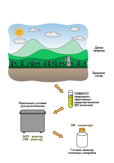 Принцип получения ЭМ-препаратов
